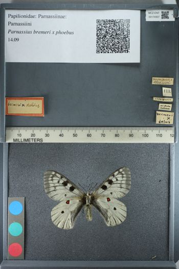 Media type: image;   Entomology 174307